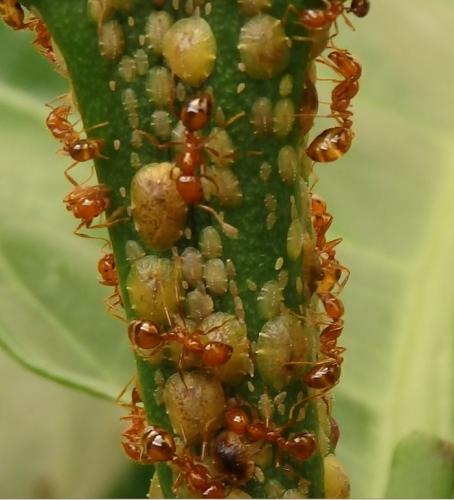 Solenopsis sp.
